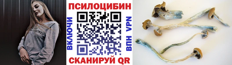 Купить закладки Бабушкин Псилоцибиновые грибы Psilocybe